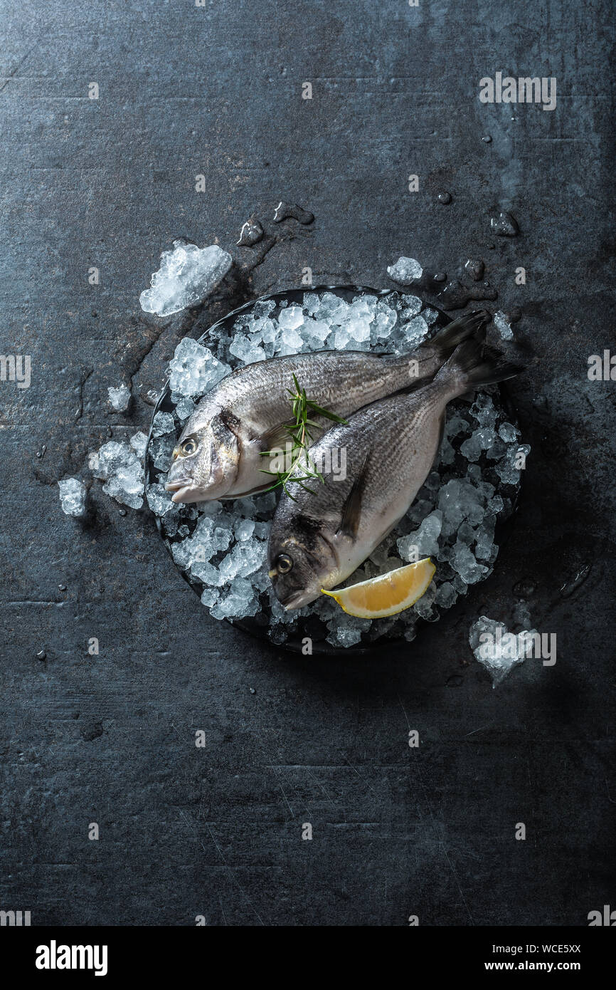 Rohen fisch Goldbrasse in Eis mit Rosmarin und Zitrone Stockfoto