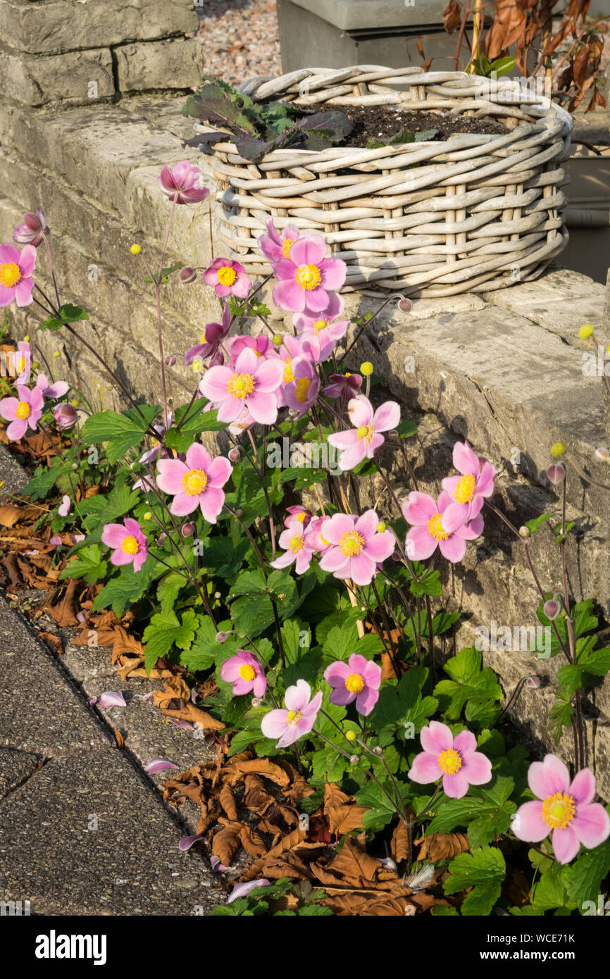 Bunte Blumen in einem städtischen Garten Stockfoto