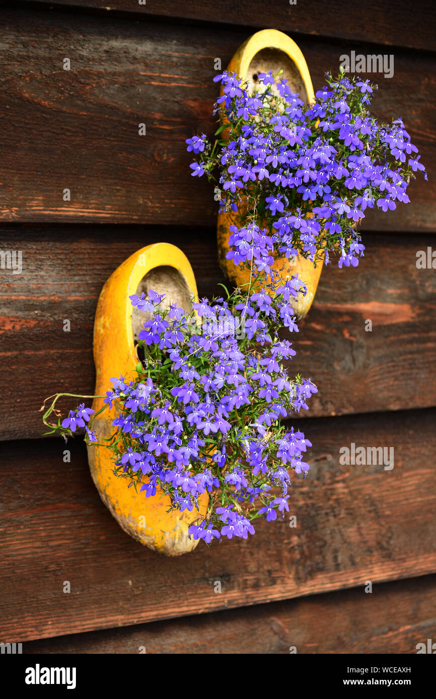 Traditionelle holländische Holzschuhe mit violetten Blüten. Niederlande Stockfoto