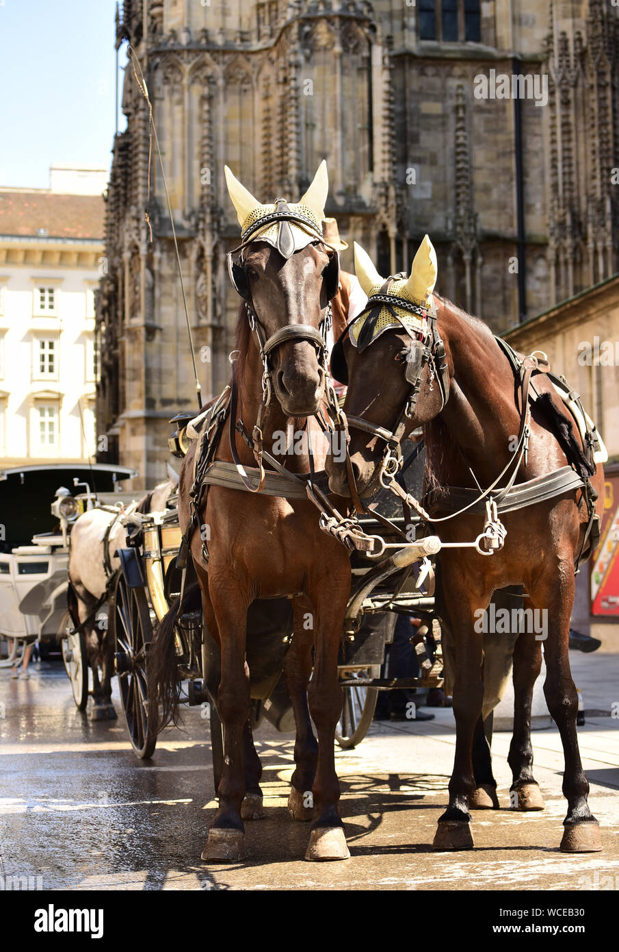 Kutsche Pferde am Stephansdom. Wien. Österreich Stockfoto