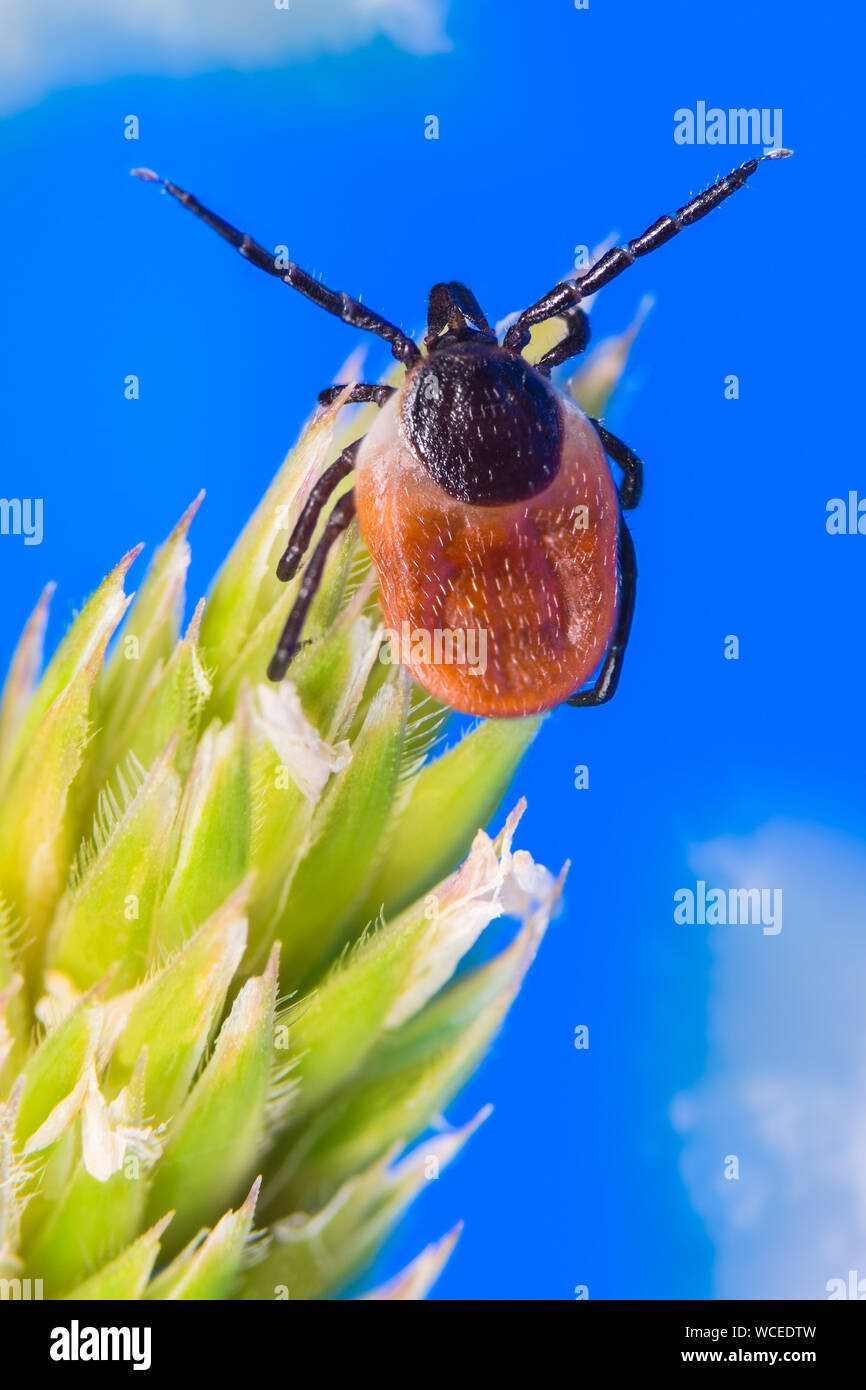 Nahaufnahme eines Quests weiblichen Rotwild Zecke auf einem Frühling Gras ährchen. Ixodes ricinus. Gefährliche parasitäre Milben kriechen auf grüne Pflanze. Acari. Blue Sky. Stockfoto