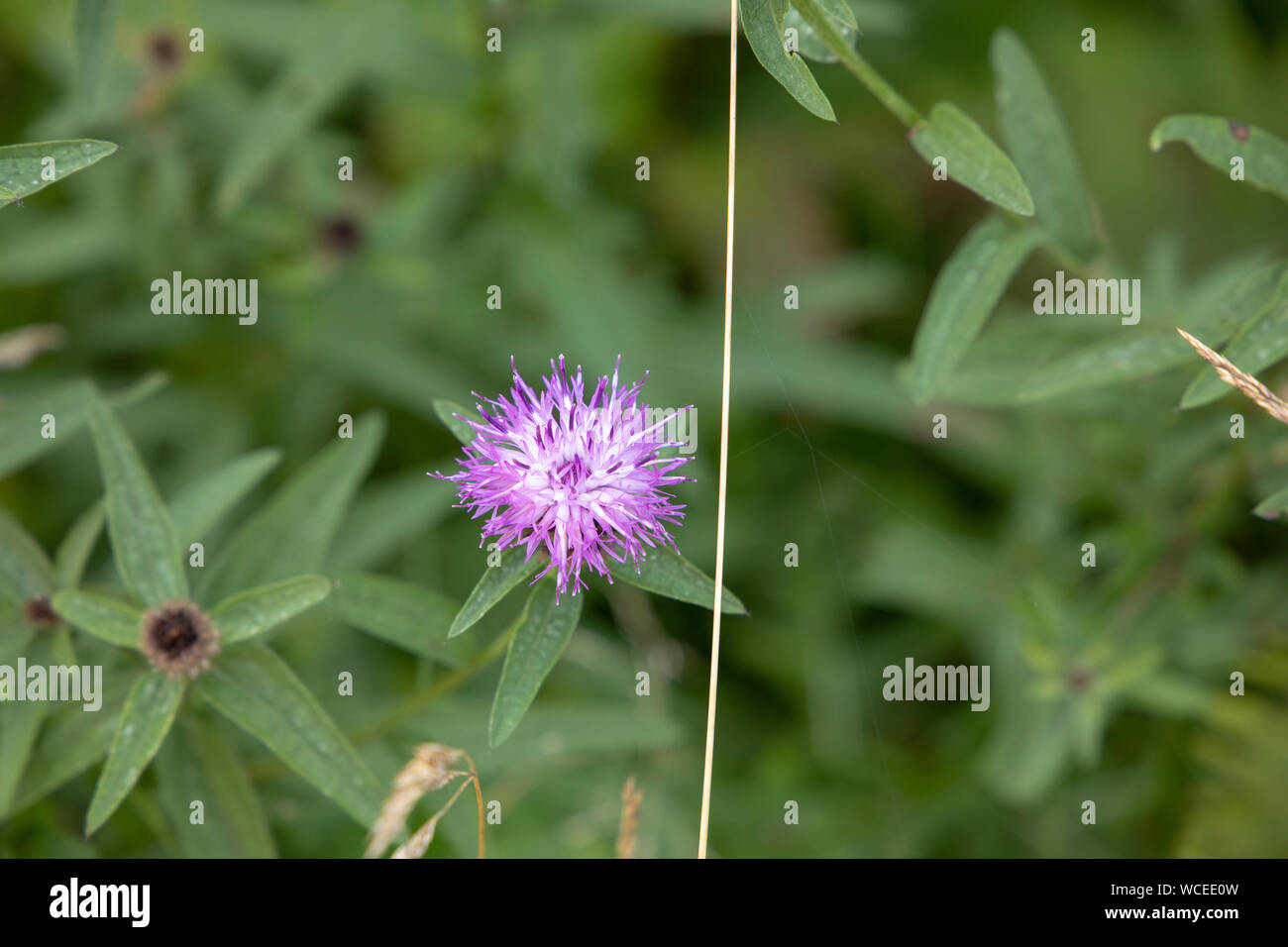 Lila Distel Blume Stockfoto