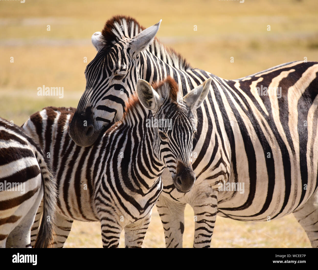Nahaufnahme von Burchell's Zebra mit Fohlen auf der Weide. Moremi Game Reserve, Okavango Delta, Botswana Stockfoto
