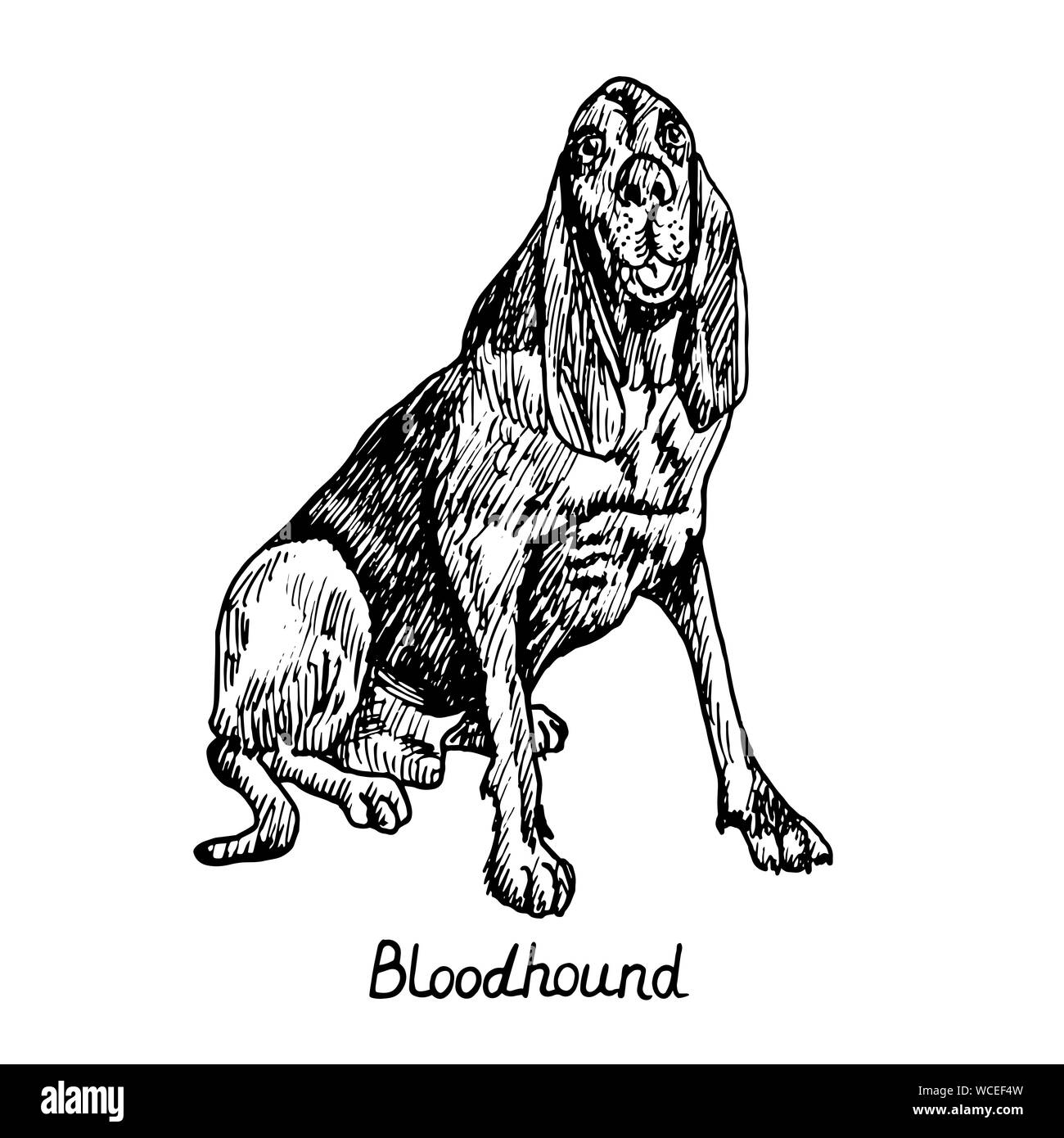 Hund von Bloodhound (Chien de Saint-Hubert, St. Hubert Hound, Hand gezeichnet doodle Skizze mit Inschrift, isolierte Abbildung Stockfoto