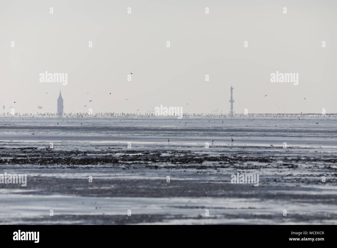 Hitzeflirren und Vögel im Watt vor Schillig Stockfoto