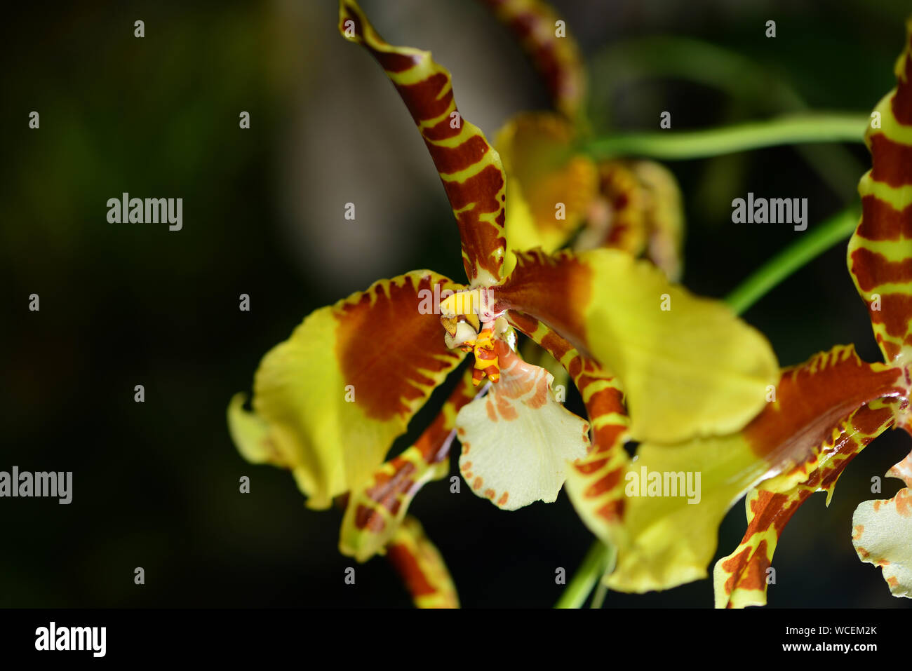 In der Nähe von Rossioglossum Rawdon Jester Orchidee mit dunklen Hintergrund Stockfoto