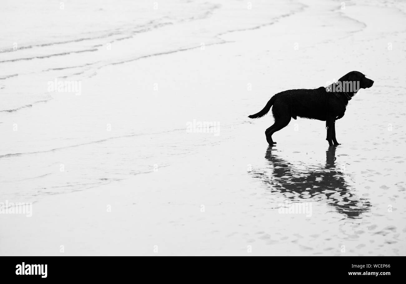 Schwarzer Labrador Hund stand am Ufer. Stockfoto