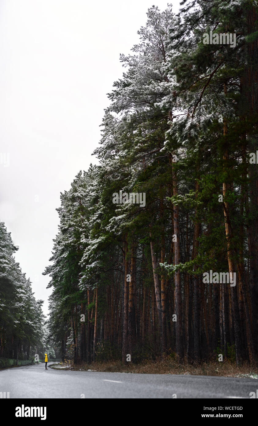 Kanadische Landschaft. Kleine Leute in der großen Tanne Wald. Stockfoto