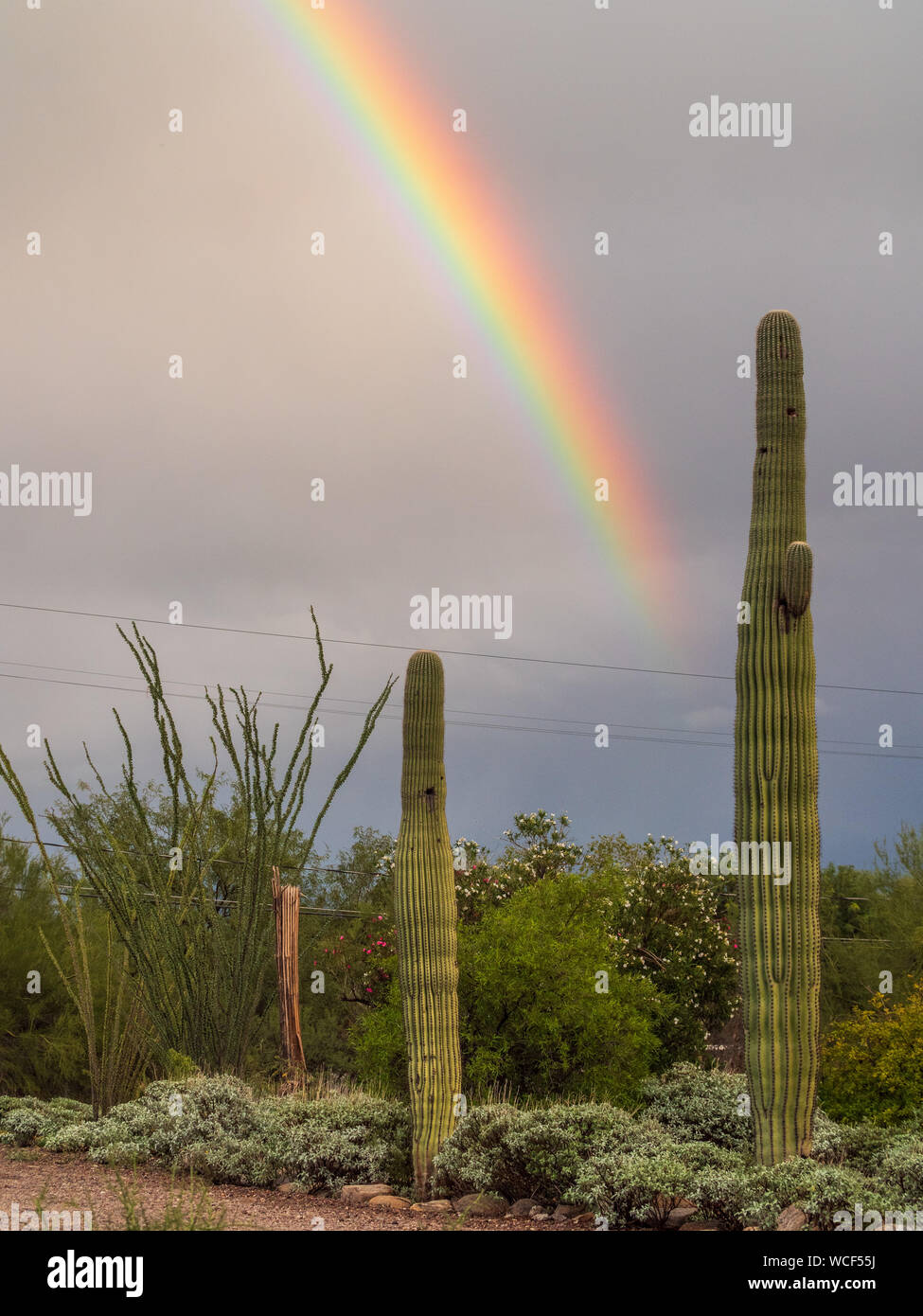 Regenbogen in Arizona bei Saguaro National Park Stockfoto
