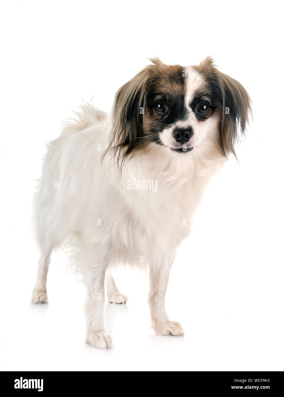 Phalène papillon Hund vor weißem Hintergrund Stockfoto