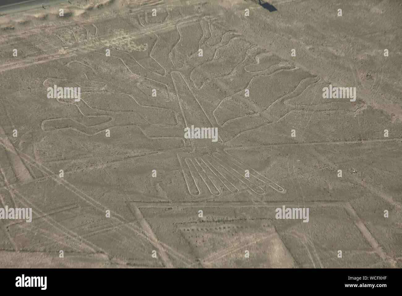 Der Baum. Blick auf geoglyph der Baum, Nasca Linien, Peru Stockfoto