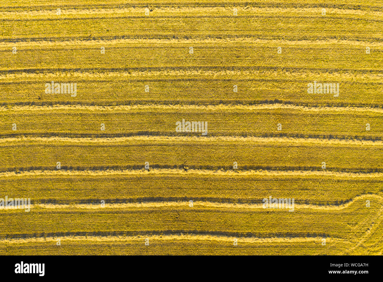 Herbst gelben Feld mit einem Heuhaufen nach der Ernte der Ansicht von oben. Die Ernte auf den Feldern. Vorrat an Heu für den Winter. Gebiet. Ansicht von oben Stockfoto