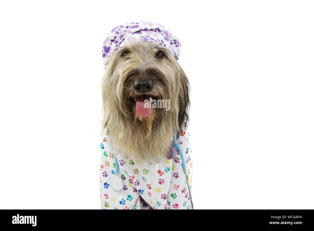 Hund gekleidet, wie die tierärztliche tragen Stethoskop, Krankenhaus, kleid und hut. Auf weissem Hintergrund. Stockfoto