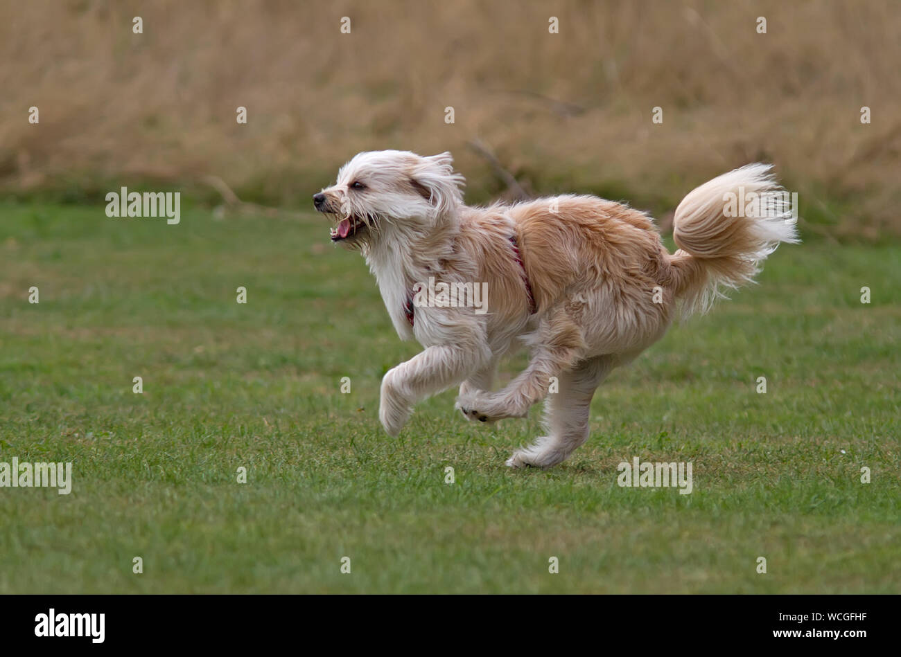 Hund läuft in einem Feld. Stockfoto