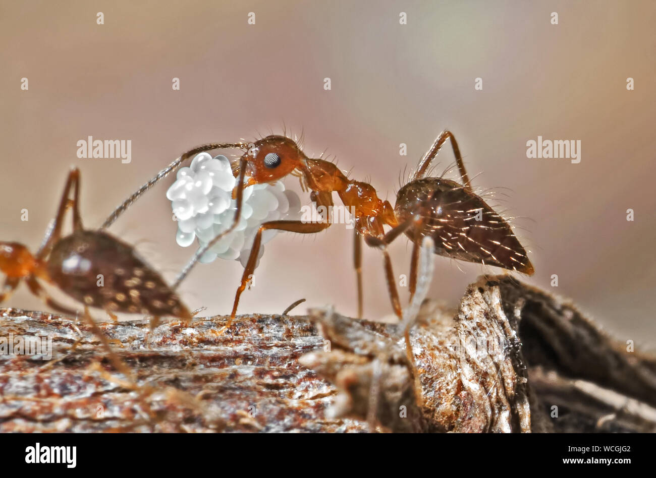 Makrofotografie von Ant, die Eier auf Zweig Stockfoto