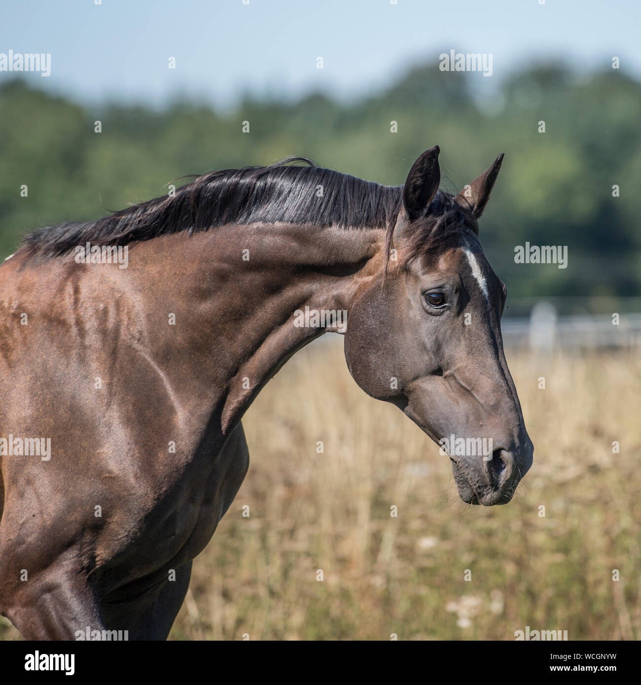 Pferd Stockfoto