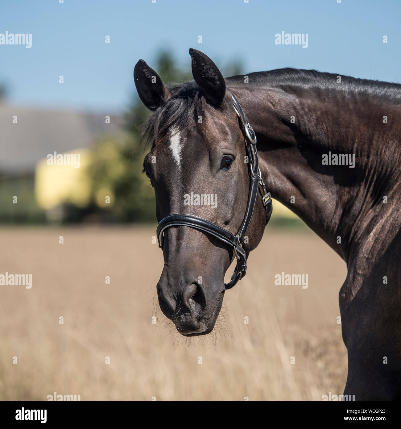 German warmblood horse -Fotos und -Bildmaterial in hoher Auflösung – Alamy