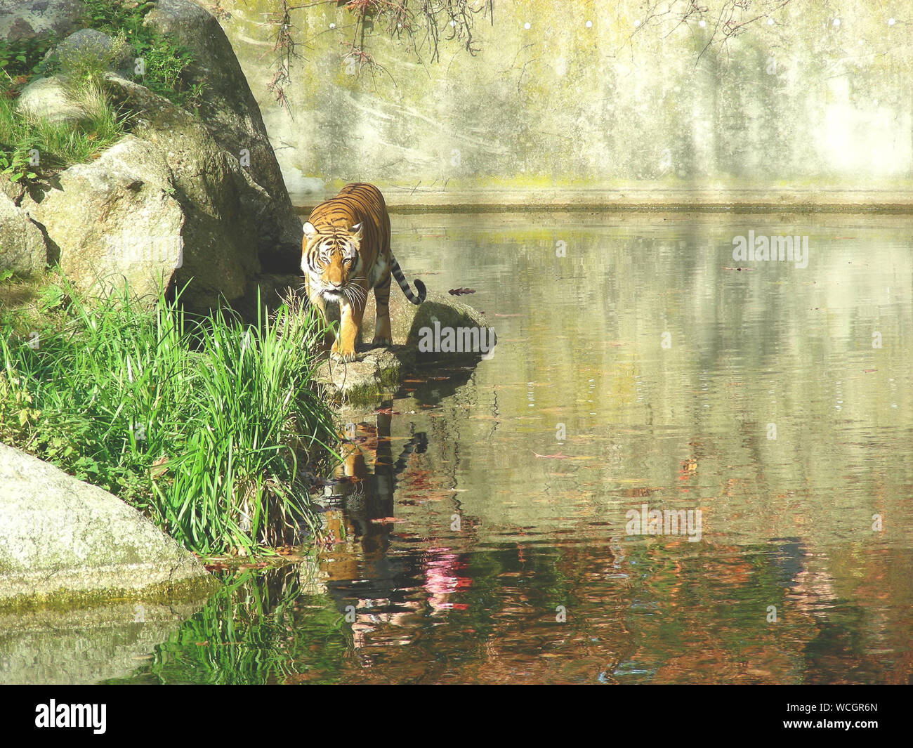 Tiger Im Fluss Stockfotos Und Bilder Kaufen Alamy