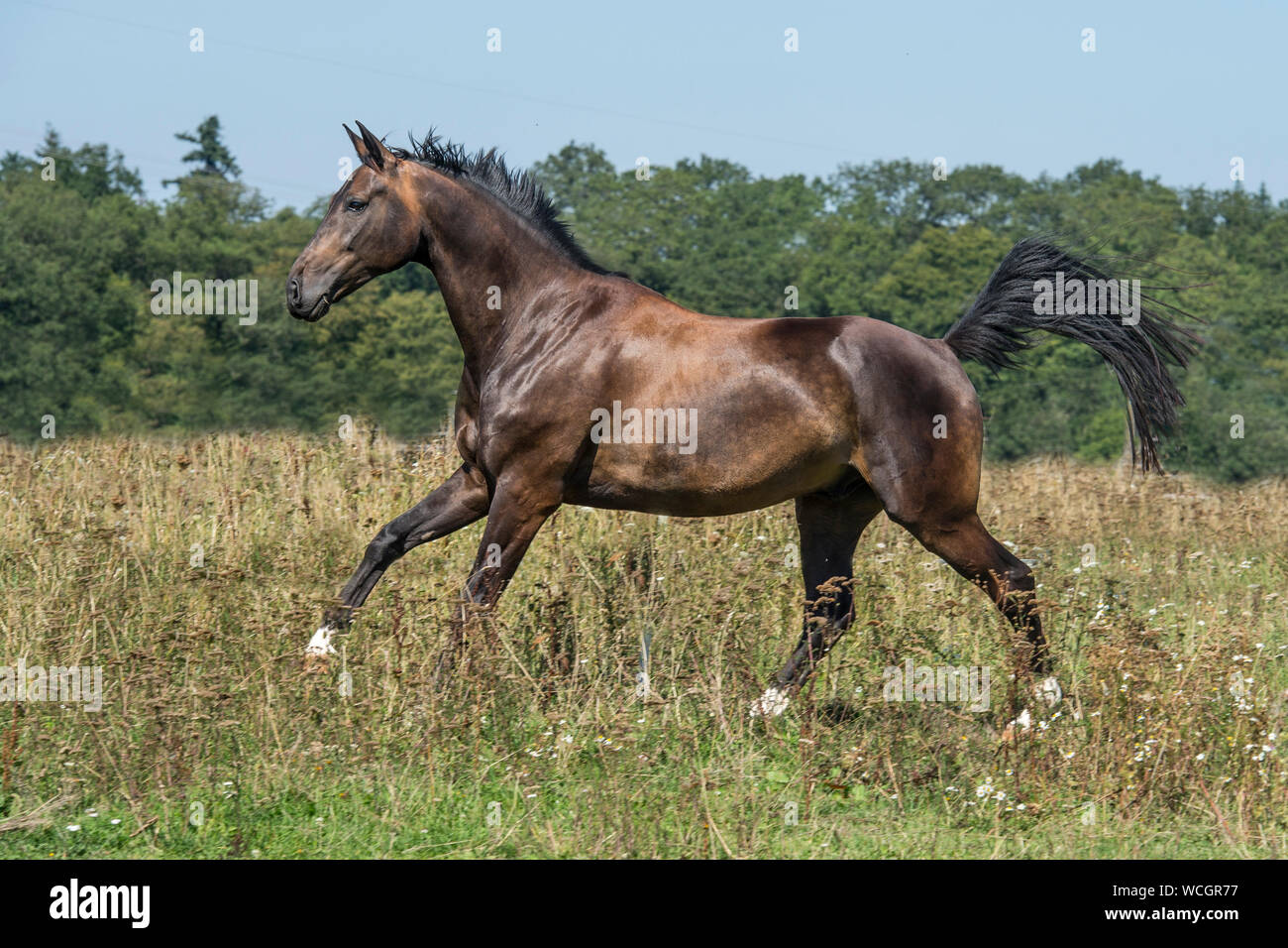 Pferd im Galopp Stockfoto