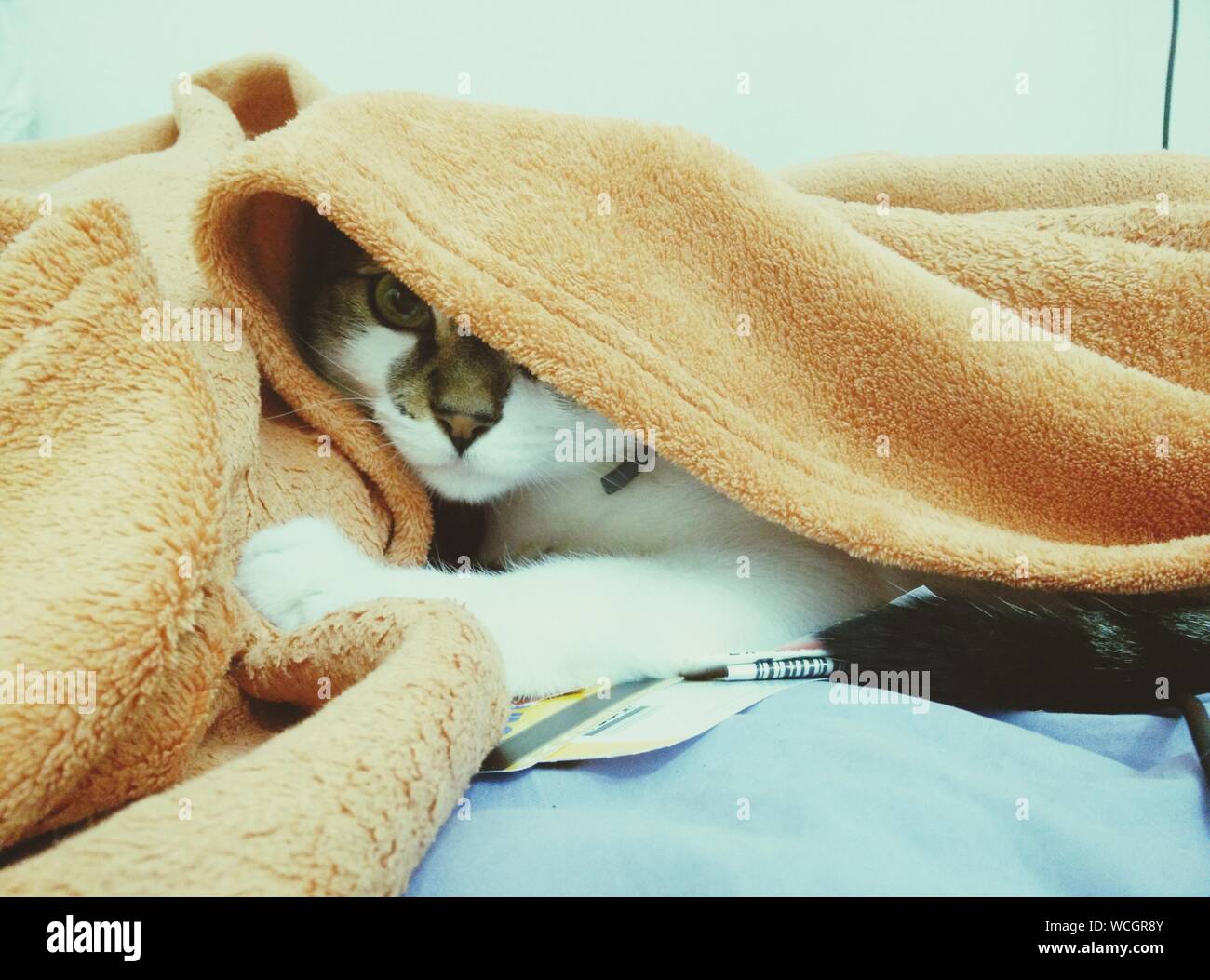 Katze versteckt unter der decke Fotos und Bildmaterial in hoher Auflösung Alamy Katze versteckt unter der decke Fotos und Bildmaterial in hoher Auflösung Alamy