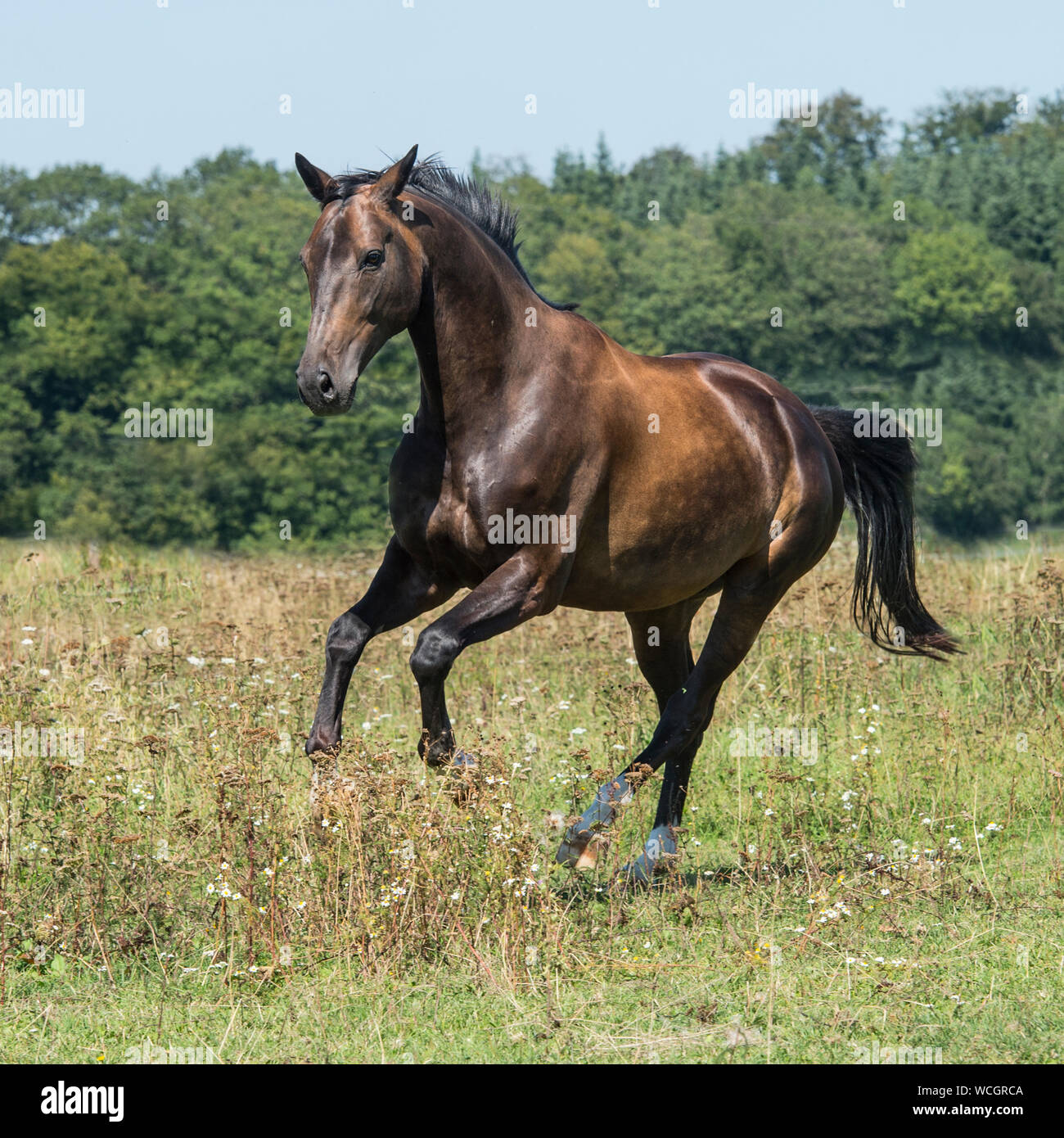 Pferd im Galopp Stockfoto