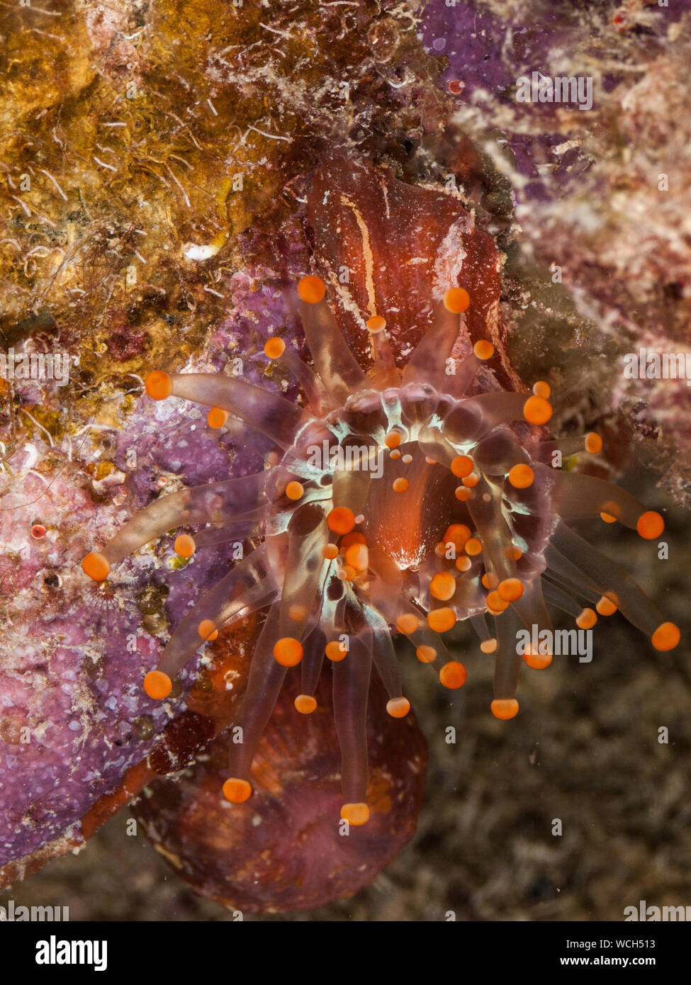 Orange - Kugel (corallimorph Pseudocorynactis caribbeorum) Stockfoto