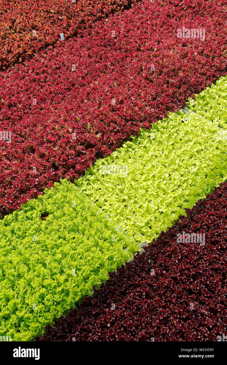 Keimlinge von Kopfsalat. Stockfoto