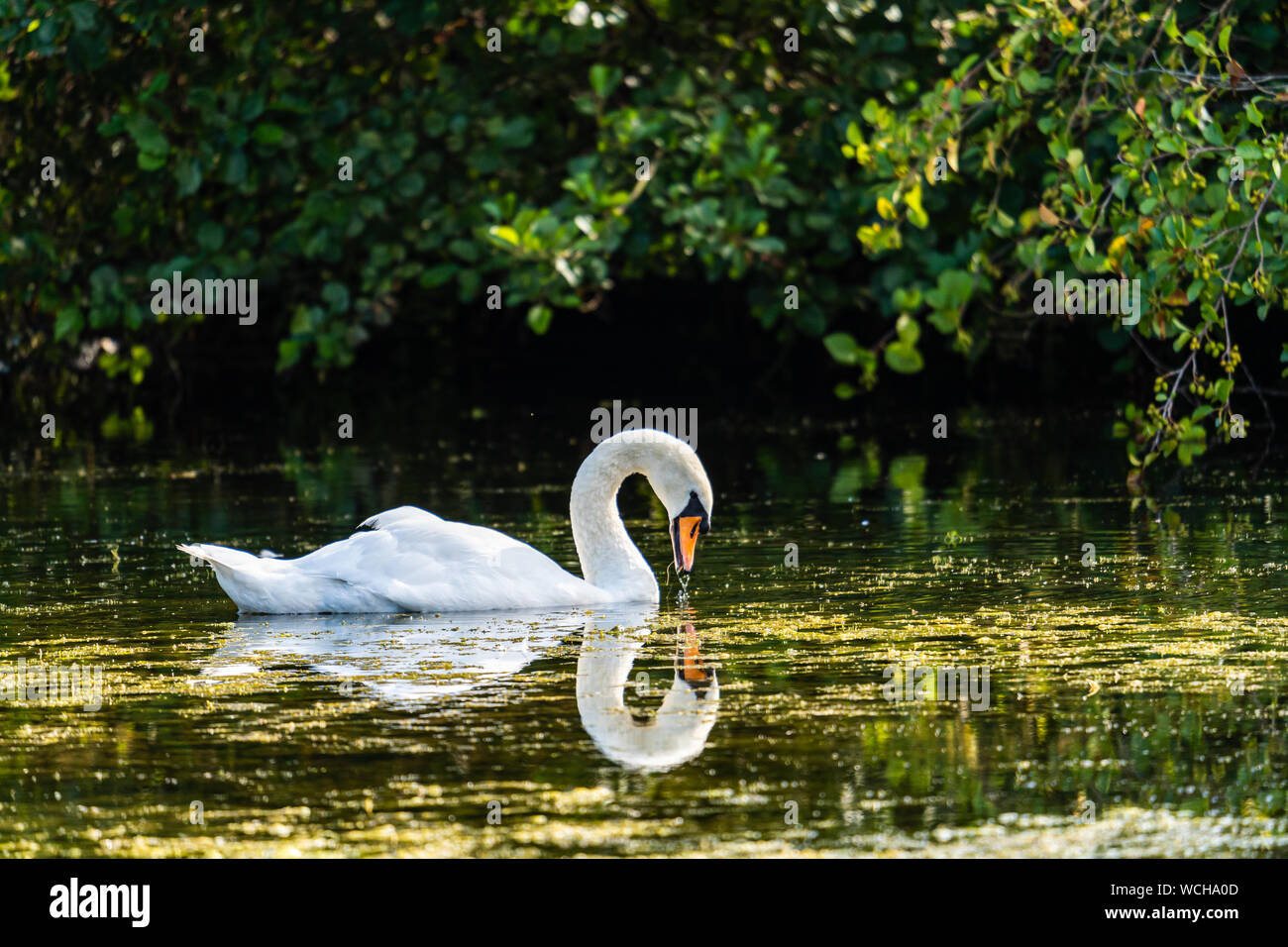 Virginia Water Lake Swan Stockfoto