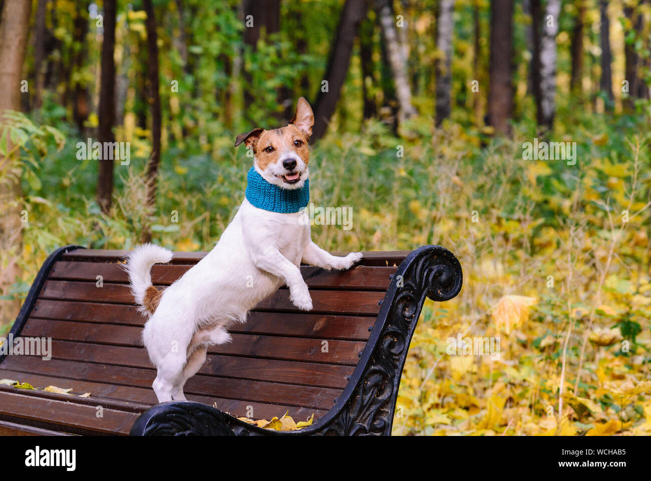 Hund an schönen warmen Herbst (Herbst) Tag Wandern im Park tun Trick auf der Werkbank Stockfoto