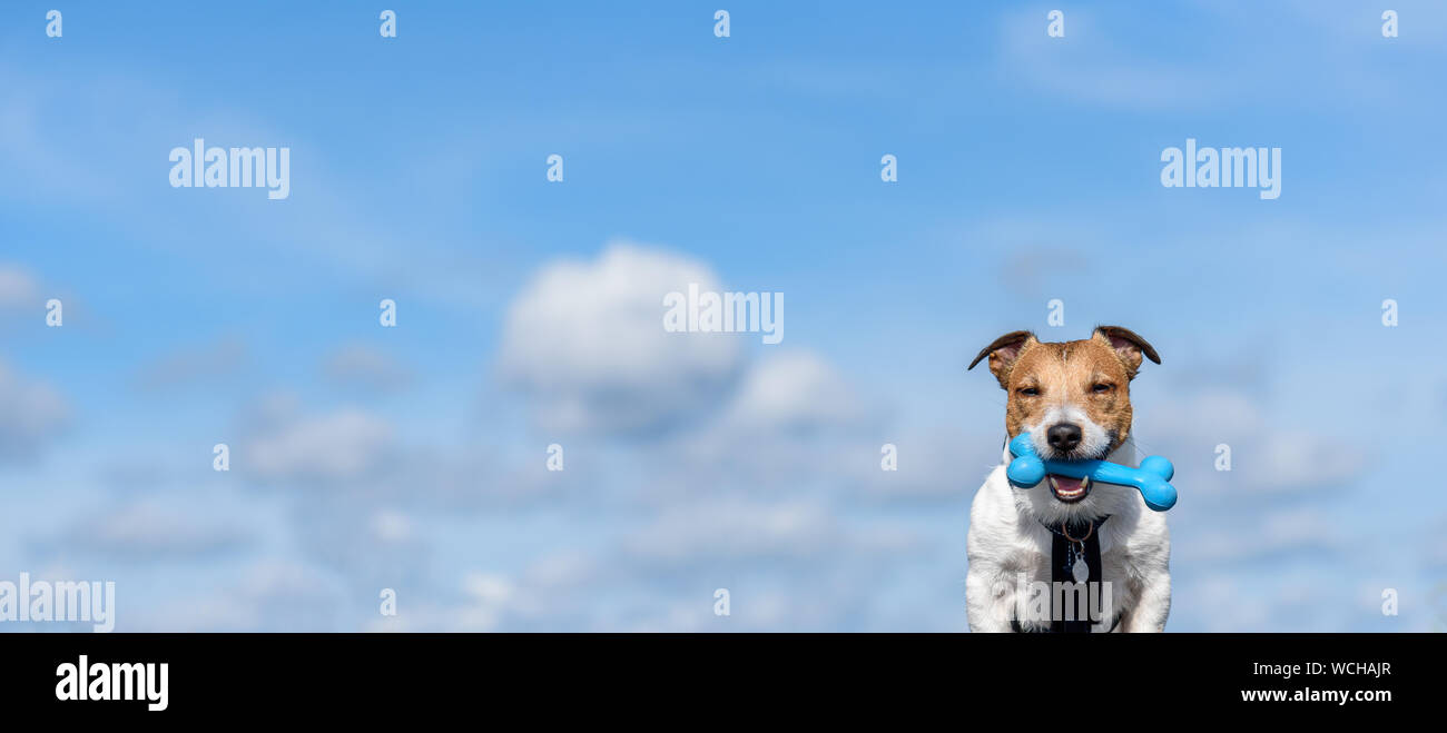 Hund das Tragen von Kabelbaum und Hund - tags Holding Spielzeug Knochen Maus gegen den blauen Himmel Hintergrund Stockfoto