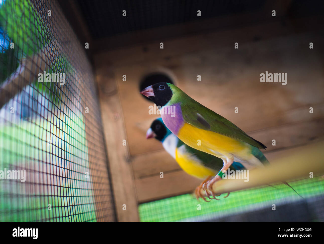 Prachtfinkenart finch Stockfoto