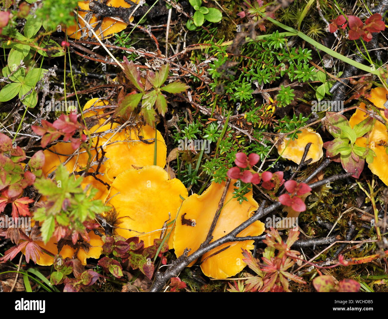 Pfifferlinge in ihrer natürlichen Umgebung Stockfoto