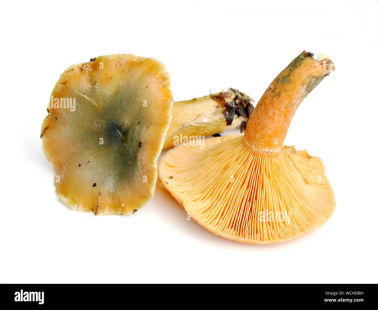 Falscher Safran Milch-cap, Lactarius deterrimus auf weißem Hintergrund Stockfoto