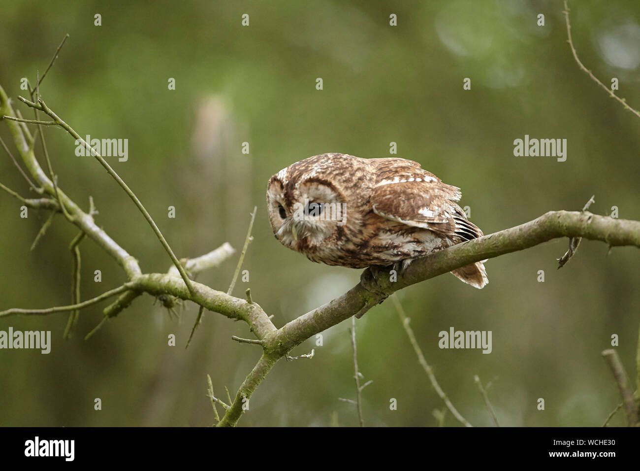 Waldkauz, Strix aluco in einem Holz, East Yorkshire, Großbritannien Stockfoto