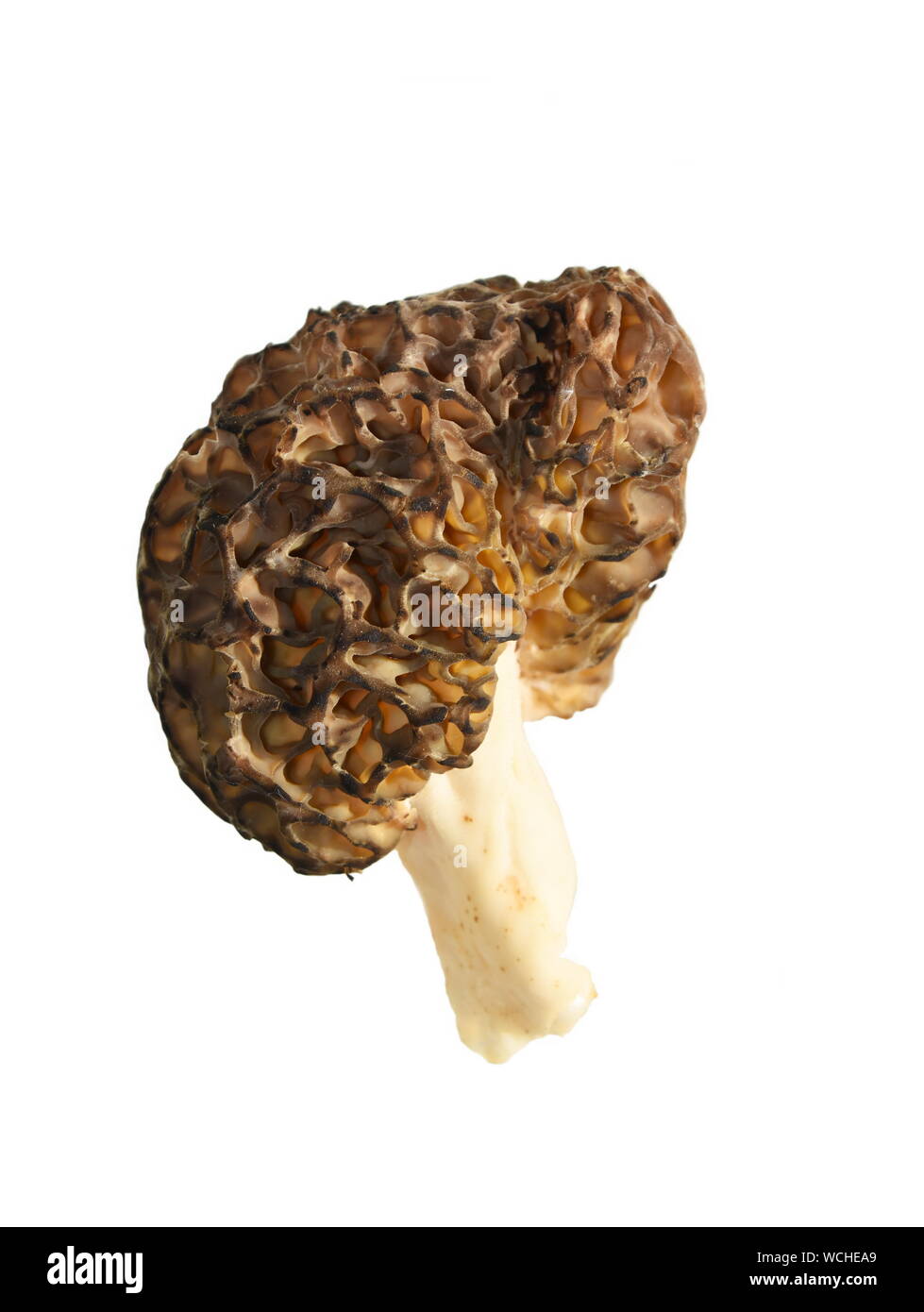 Der Pilz true Morel Morchella esculenta isoliert auf weißem Hintergrund Stockfoto