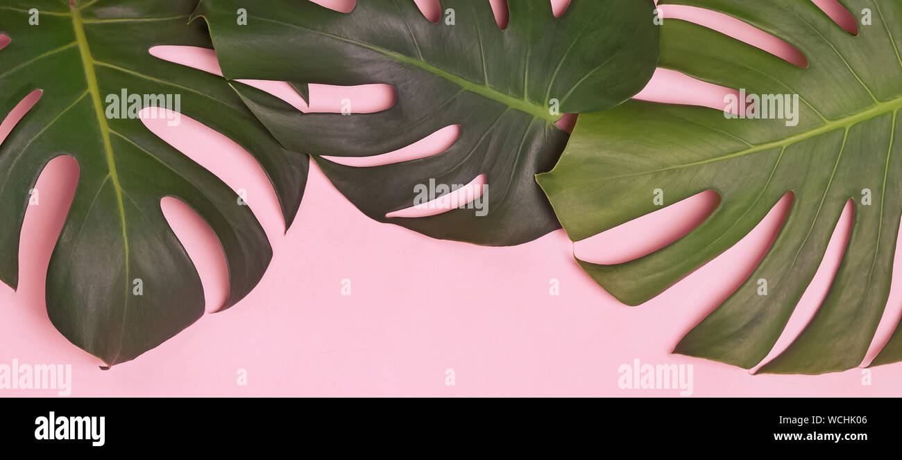 Tropic Banner mit grünen monstera lant Blätter auf rosa Hintergrund Stockfoto