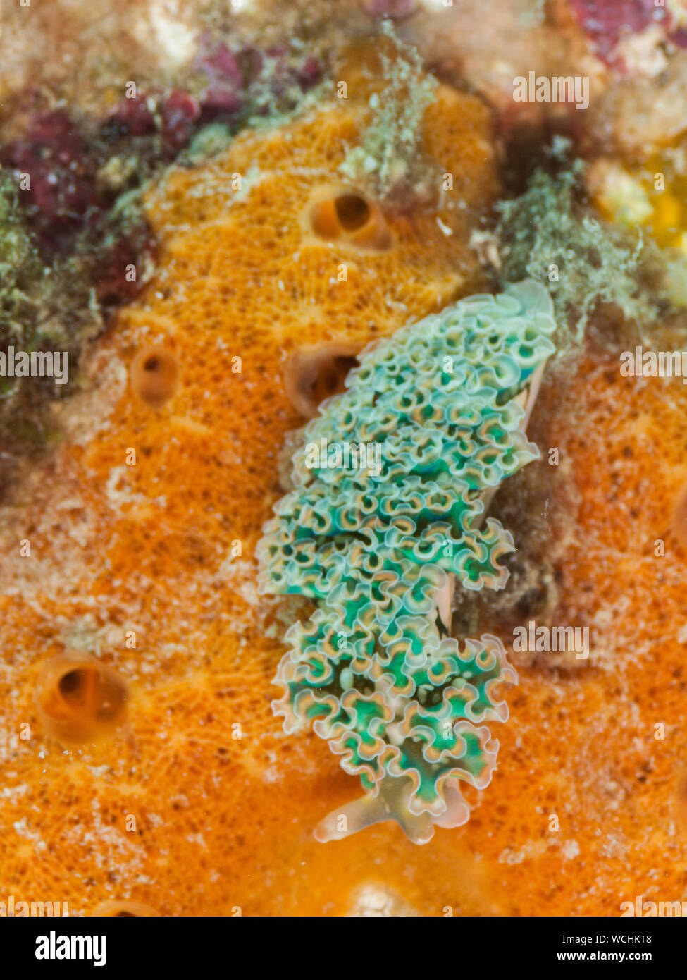 Lettuce Sea Slug (Elysia crispata), Los Roques Karibik Stockfoto