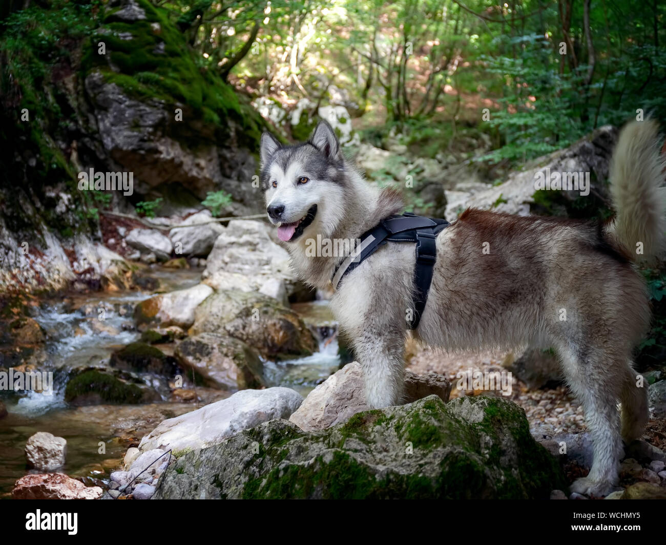 Portrait von Alaskan Malamute Hund, auf den Stream in den Wald. Starker, kräftiger Hund, mit einem majestätischen Lager, von einer dicken langen Fell charakterisiert. Stockfoto