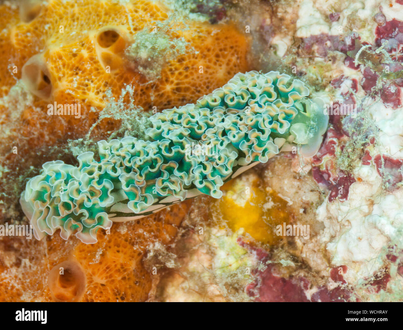 Lettuce Sea Slug (Elysia crispata), Los Roques Karibik Stockfoto