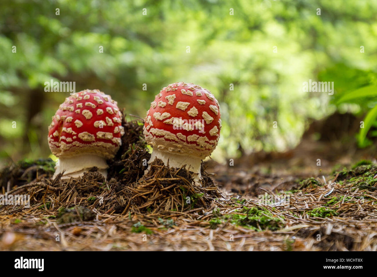 Amanita muscaria Stockfoto