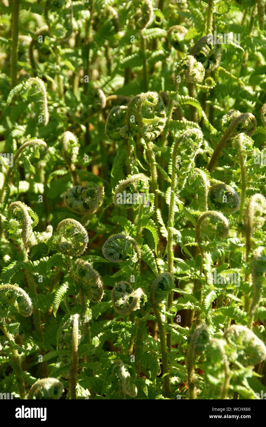 Braun Holly's Farn Polystichum braunii im Frühjahr Stockfoto