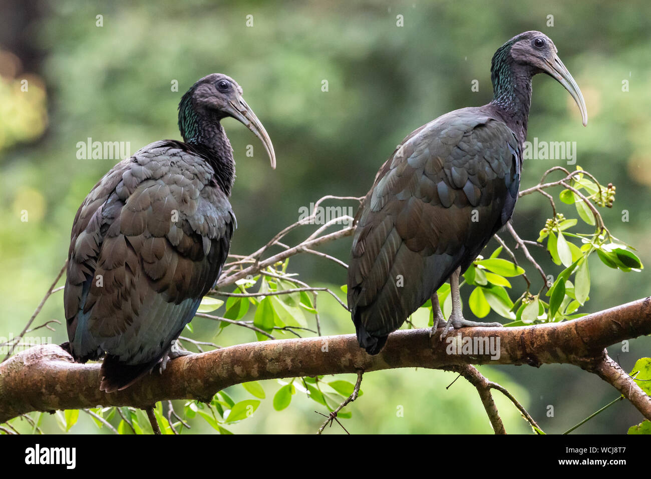 Grünes Ibis (Bostrychia olivacea) in Costa Rica Stockfoto Grünes Ibis (Bostrychia olivacea) in Costa Rica Stockfoto