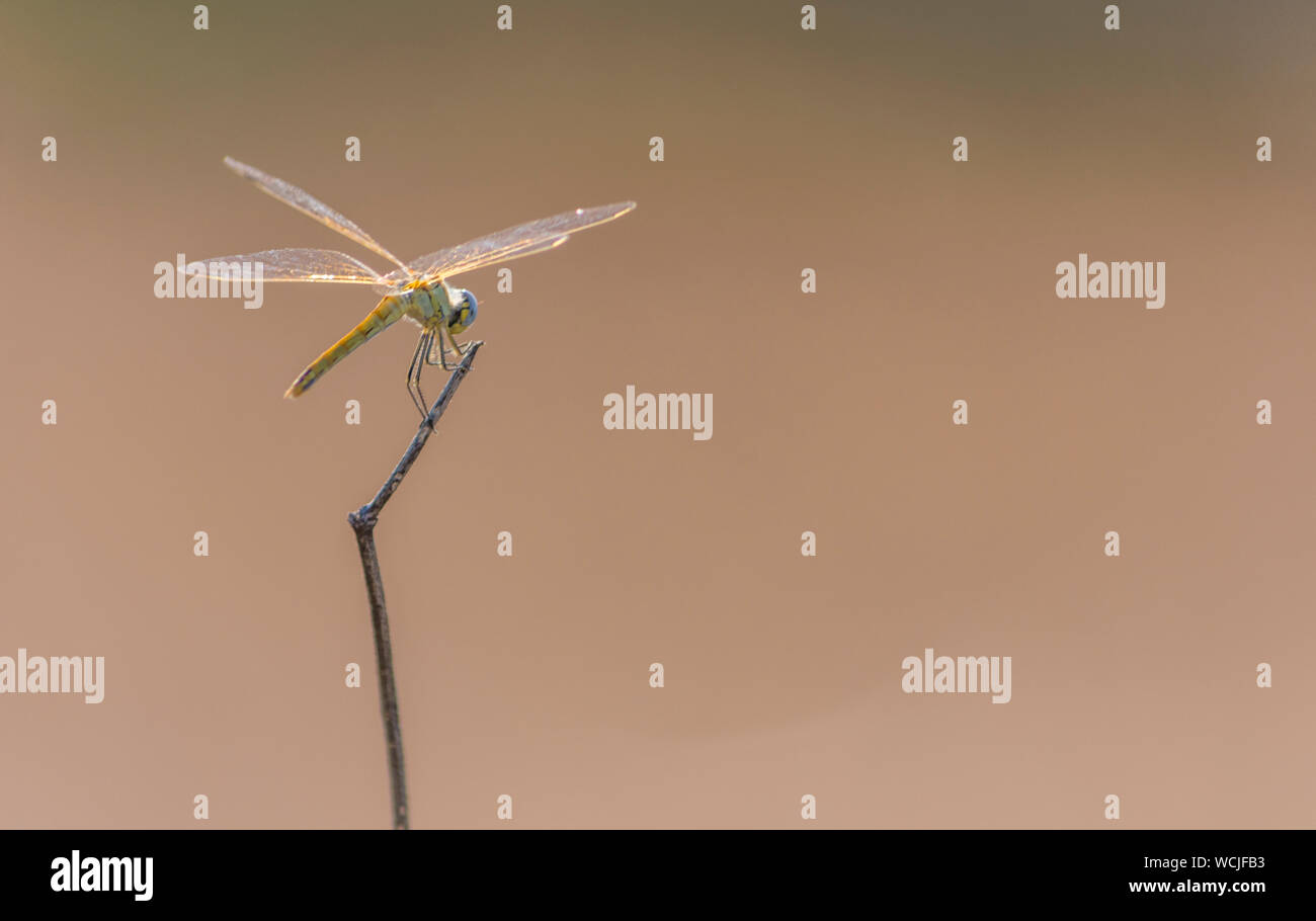 Nahaufnahme einer Libelle (Libellula needhami) auf einem Stock. Stockfoto