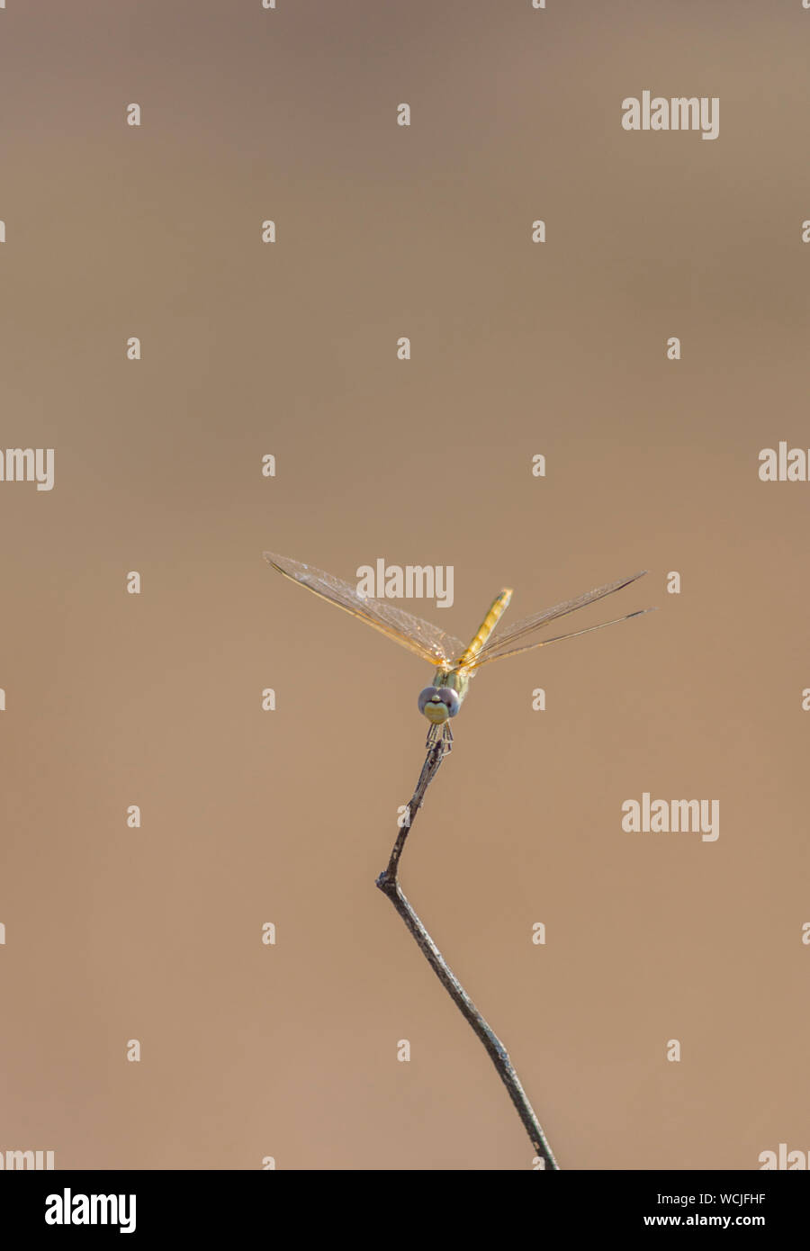 Nahaufnahme einer Libelle (Libellula needhami) auf einem Stock. Stockfoto