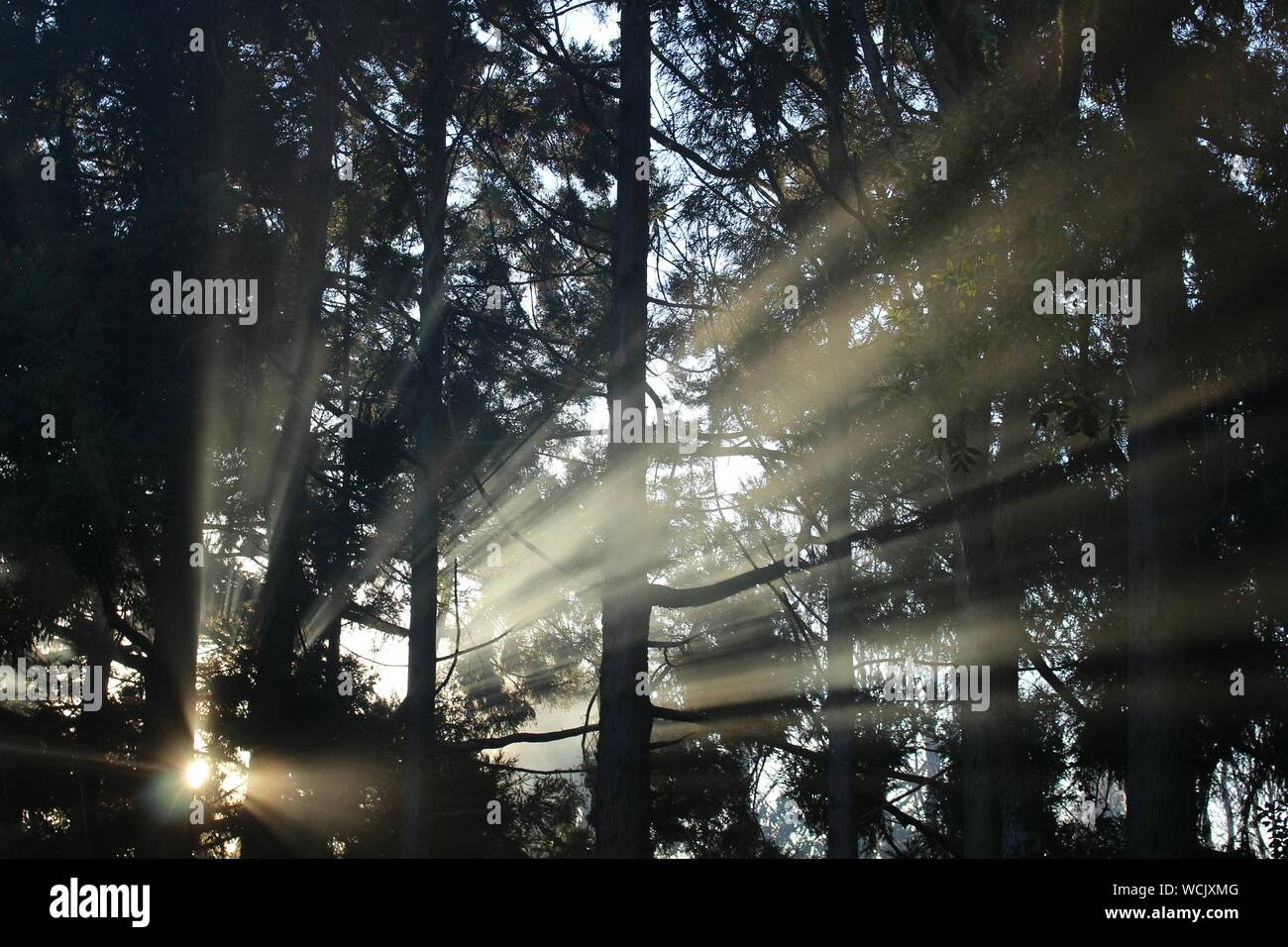Sonne durch die Bäume im Wald Shinning Stockfoto