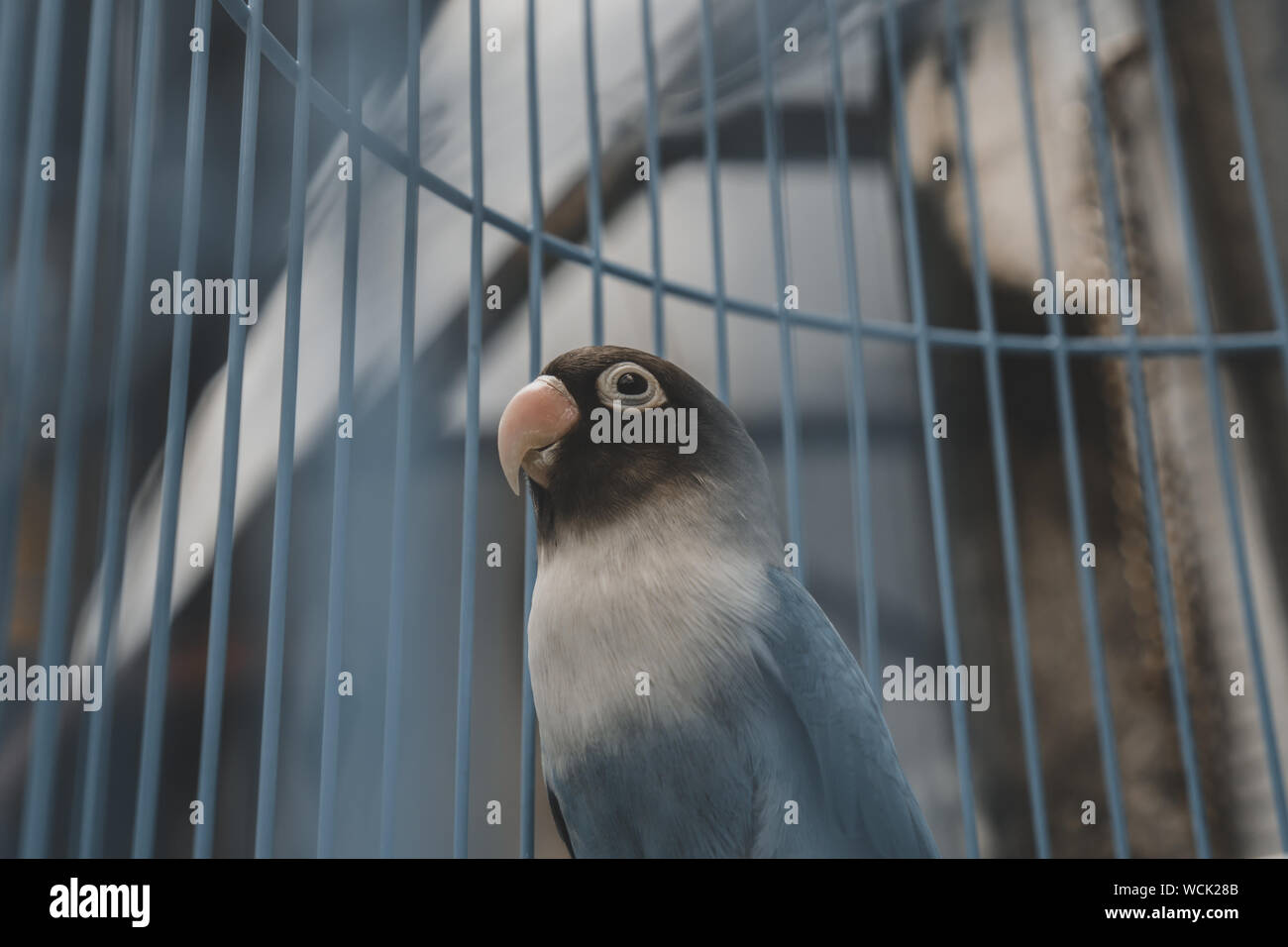 Die lustigen Vogel im Käfig Stockfoto