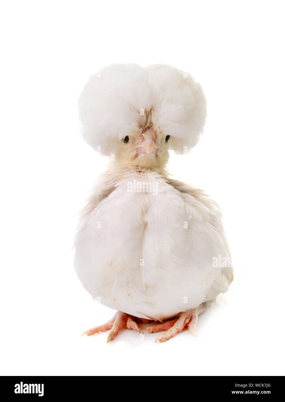 AN364 Feder Huhn Ostern Vogel Chic Weich Plüsch Fluff Living Nature Baby Küken 