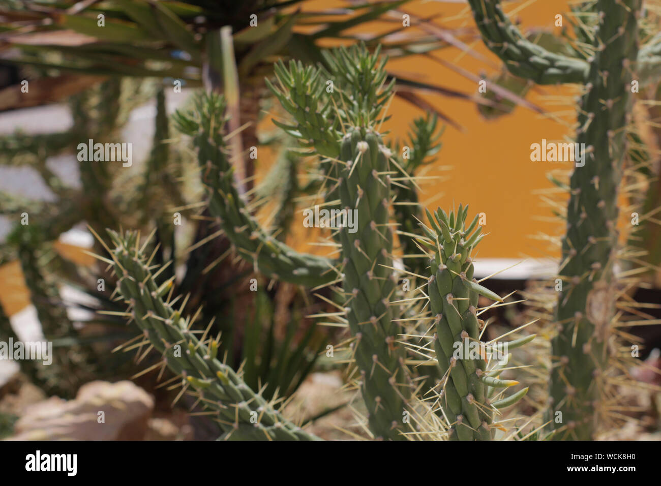 Art der Kakteen. Cactus leben in Afrika, die mit einer heien und trockenen  Klima. Kaktus wchst in der Natur. Groe Kaktus Nadeln sind sichtbar  Stockfotografie - Alamy
