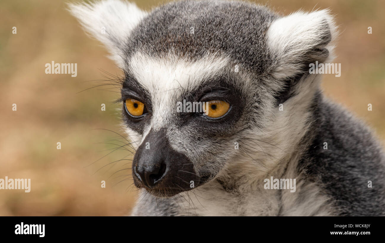 Lemur isoliert die Hälfte der frontalen Stockfoto