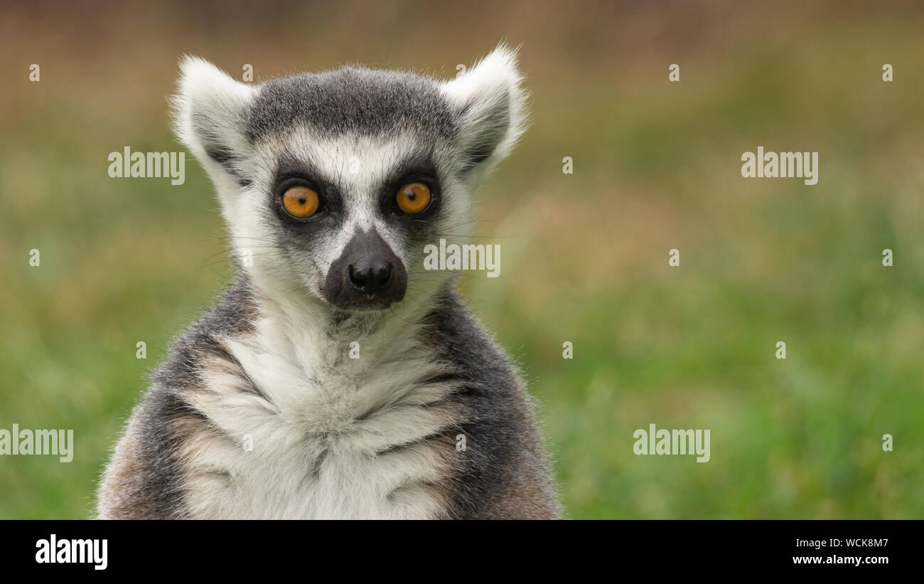 Lemur Portrait, frontale isoliert Stockfoto